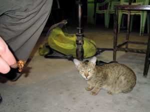 Katzen in Myanmar Burma by Birgit Strauch Bewusstseinscoaching & Shiatsu