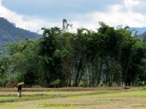 Kelabit Highlands Bario Borneo by Birgit Strauch Shiatsu & Bewusstseinscoaching