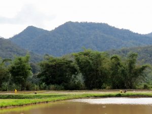 Kelabit Highlands Bario Borneo by Birgit Strauch Shiatsu & Bewusstseinscoaching