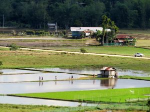 Reisfelder Kelabit Highlands Bario Borneo by Birgit Strauch Shiatsu & Bewusstseinscoaching