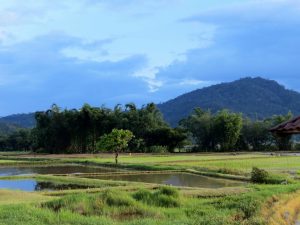 Reisfelder Kelabit Highlands Bario Borneo by Birgit Strauch Shiatsu & Bewusstseinscoaching
