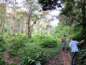 Kräuter sammeln Batu Ritung Lodge Kelabit Highlands Pa Lungan Borneo by Birgit Strauch Shiatsu & Bewusstseinscoaching