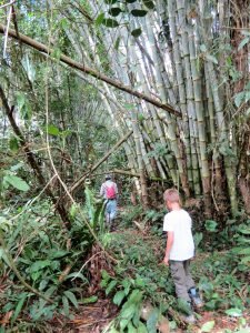 Kräuterwanderung Bambussprosse Batu Ritung Lodge Kelabit Highlands Pa Lungan Borneo by Birgit Strauch Shiatsu & Bewusstseinscoaching