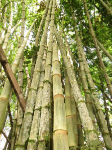 Kräuterwanderung Bambussprosse Batu Ritung Lodge Kelabit Highlands Pa Lungan Borneo by Birgit Strauch Shiatsu & Bewusstseinscoaching