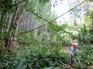 Kräuter sammeln Batu Ritung Lodge Kelabit Highlands Pa Lungan Borneo by Birgit Strauch Shiatsu & Bewusstseinscoaching
