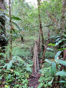 Kräuterwanderung Batu Ritung Lodge Kelabit Highlands Pa Lungan Borneo by Birgit Strauch Shiatsu & Bewusstseinscoaching