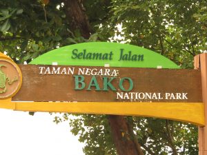 Nasenaffen im Bako Nationalpark Borneo by Birgit Strauch Shiatsu & Bewusstseinscoaching