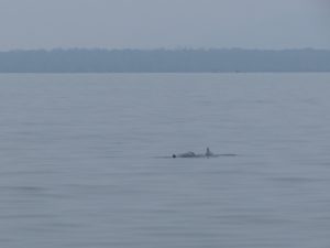 Delphine und Schildkröten Bootstour Santubong Nationalpark Borneo by Birgit Strauch Shiatsu & Bewusstseinscoaching