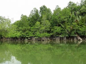 Mangroven Bootstour Santubong Nationalpark Borneo by Birgit Strauch Shiatsu & Bewusstseinscoaching
