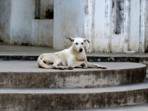 Hunde Welpen in Myanmar Burma by Birgit Strauch Bewusstseinscoaching & Shiatsu