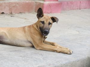 Hunde Welpen in Myanmar Burma by Birgit Strauch Bewusstseinscoaching & Shiatsu