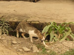 Katzen in Myanmar Burma by Birgit Strauch Bewusstseinscoaching & Shiatsu
