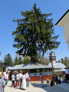 Magischer Baum Kloster von Busteni Rumänien by Birgit Strauch Bewusstseinscoaching & Shiatsu