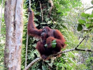 Semenggoh Wildlife Rehabilitation Center Kuching Borneo by Birgit Strauch Shiatsu & Bewusstseinscoaching