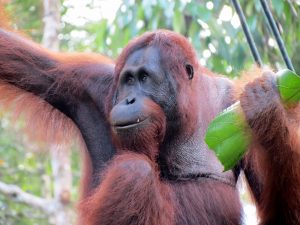 Semenggho Wildlife Rehabilitation Center Kuching Borneo by Birgit Strauch Shiatsu & Bewusstseinscoaching