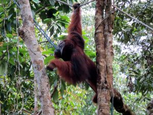 Semenggoh Wildlife Rehabilitation Center Kuching Borneo by Birgit Strauch Shiatsu & Bewusstseinscoaching