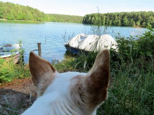Schervenzsee Schlaubetal Wandern mit Hund Zelten by Birgit Strauch Bewusstseinscoaching & Shiatsu