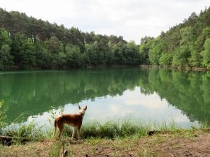 Schervenzsee Camping Schlaubetal Wandern mit Hund Zelten by Birgit Strauch Bewusstseinscoaching & Shiatsu