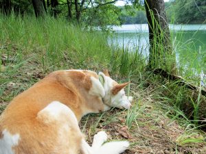 Schervenzsee Camping Schlaubetal Wandern mit Hund Zelten by Birgit Strauch Bewusstseinscoaching & Shiatsu