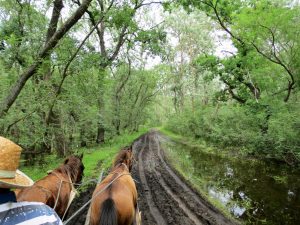 Letea Wald Pferde Donaudelta Rumänien by Birgit Strauch ThetaHealing & Life Coaching