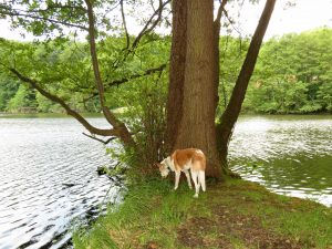 Großer Treppelsee Camping Schlaubetal Wandern mit Hund Zelten by Birgit Strauch Bewusstseinscoaching & Shiatsu