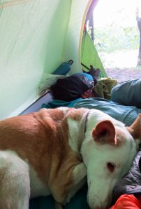 Großer Treppelsee Camping Schlaubetal Wandern mit Hund Zelten by Birgit Strauch Bewusstseinscoaching & Shiatsu