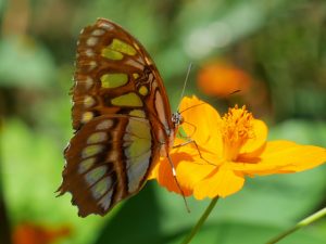 Charco Verde Ometepe Nicaragua Schmetterlinge by Birgit Strauch Bewusstseinscoaching