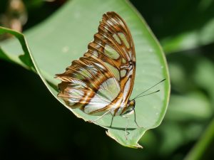 Charco Verde Ometepe Nicaragua Schmetterlinge by Birgit Strauch Bewusstseinscoaching