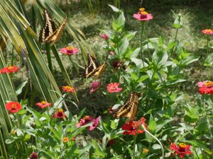 Charco Verde Ometepe Nicaragua Schmetterlinge by Birgit Strauch Bewusstseinscoaching & Meditation