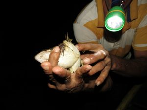 Sabalos Lodge Bull Frog auf der Kaiman Tour by Birgit Strauch Bewusstseinscoaching & Shiatsu
