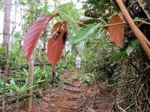 Raupen Indio Maiz Nationalpark by Birgit Strauch Bewusstseinscoaching & Shiatsu