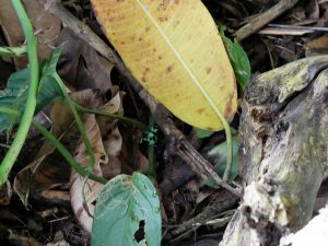 Giftiger Frosch Indio Maiz Nationalpark by Birgit Strauch Bewusstseinscoaching & Shiatsu