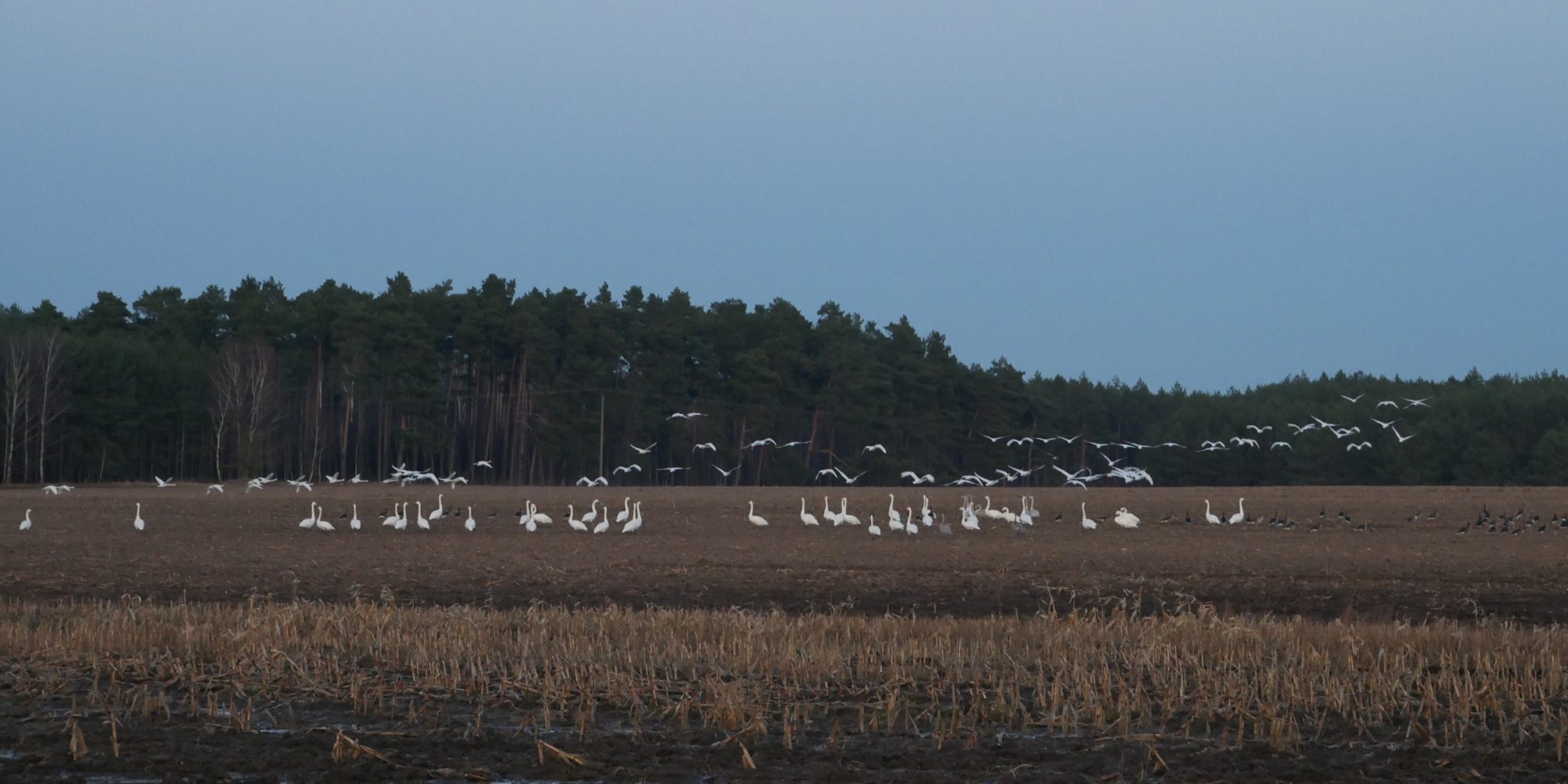 Polnische Grenze Zugvögel Gänse Minicamper by Birgit Strauch Bewusstseinscoaching & Shiatsu