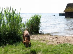 Minicamper Tour zum Hundebadestarnd in Plau am See by Birgit Strauch Shiatsu & spirituelles Coaching