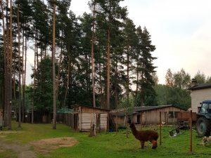 Mit dem Minicamper nach Kekavas Camping und Zoo bei Riga by Birgit Strauch