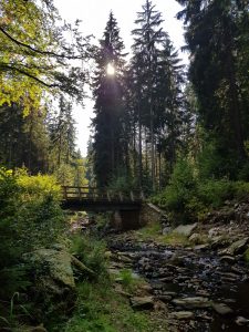 Tal der schwarzen Pockau im Schwarzwassertal Erzgebirge by Birgit Strauch
