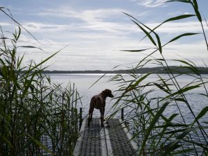 Mit dem Minicamper nach Blossin am Wolziger See by Birgit Strauch