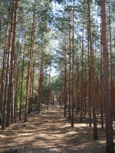Wald bei Gussow Dolgensee by Birgit Strauch