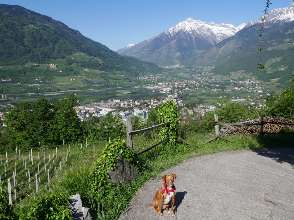 Wanderung vom Dorf Tirol nach Meran by Birgit Strauch