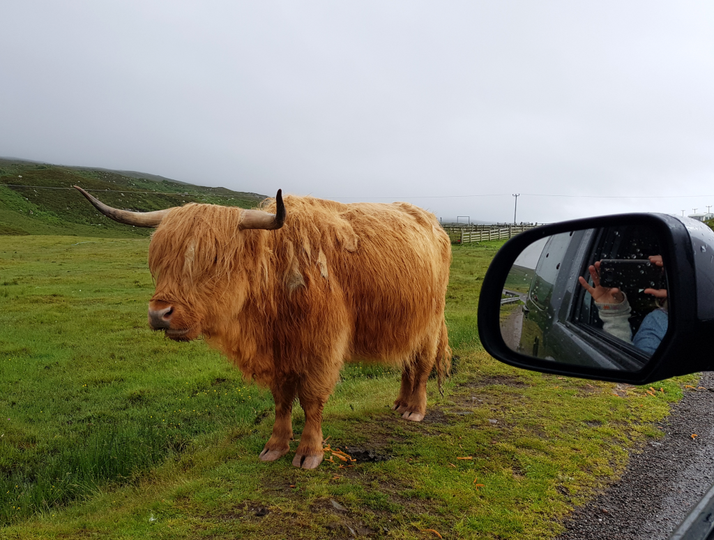 Schottland Highland Cow by Birgit Strauch